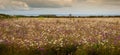 Wild flowers at Worms Head Royalty Free Stock Photo