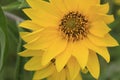 Wild flowers, yellow hairy sunflowers, New England late summer perennials Royalty Free Stock Photo