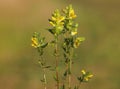 Wild flowers of Yellow Rattle on a meadow. Rhinanthus