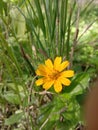 Wild flowers are yellow