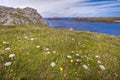 Wild flowery coastline hdr Royalty Free Stock Photo