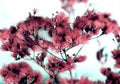 Wild fluffy flowers and stems of dry dead grass under the sun form dynamic composition on a snow. Royalty Free Stock Photo