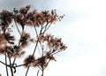 Wild fluffy flowers and stems of dry dead grass under the sun form dynamic composition on a snow. Royalty Free Stock Photo