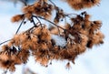 Wild fluffy flowers and stems of dry dead grass under the sun form dynamic composition on a snow. Royalty Free Stock Photo