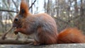 Wild fluffy squirrel sitting at wooden branch gnawing nuts at forest. Cute brown rodent eating found walnuts at autumn