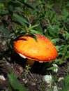 Wild Fly Amanita Poison Mushroom Royalty Free Stock Photo