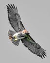 Wild Flying bird of prey, juvenile Red-tailed hawk, Buteo jamaicensis Viewed from below, wings spread, tail flared. Isolated Royalty Free Stock Photo