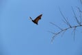 Wild flying Megabats in Sri Lanka Royalty Free Stock Photo