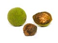 Wild food. Black walnuts in husk and shell isolated