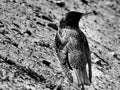 Wild forest bird thrush on black and white image Royalty Free Stock Photo