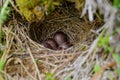 Wild Forest Birds Nest Kamchatka Russia