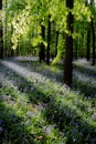 Wild forest bluebells