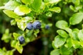 Wild forest blueberries on a bush