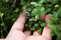 Wild forest blueberry background, bush berry Royalty Free Stock Photo