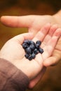 Wild forest blueberry in hands of man and women