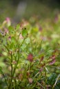 Wild forest blueberry in macro photography. Fresh juicy bilberries on a bush with colorful leaves Royalty Free Stock Photo