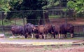 Wild forest buffaloes in an indian zoological park