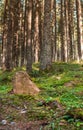 A big stone on green moss on the foreground and blurred deep forent on the background