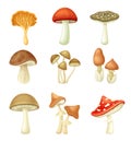 Wild forest edible and poisonous mushrooms set. Red Cap Boletus, Shiitake, Cep, Honey fungus, Amanita crocea vector Royalty Free Stock Photo