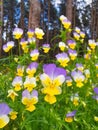 Wild forest flowers pansies
