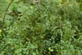 Wild forest food - blueberry. Antioxidant berry