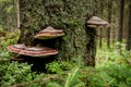 wild forest fungus medicine chaga mushroom Royalty Free Stock Photo