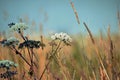 Wild forest grasses and medicinal herbs in the reserve of the Belovezhskaya Pushcha - Bialowieza Forest