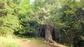 wild forest green foliage - plants, trees and scrubs - photo of nature