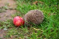 Wild forest hedgehog lying on the path next to a red Apple Royalty Free Stock Photo