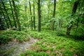 Wild forest median strip europe.