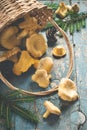 Wild forest mushrooms chanterelles scattered from the basket on old background Royalty Free Stock Photo