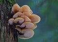 Winter mushroom flammulina velutipes on tree background Royalty Free Stock Photo