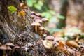 Wild forest mushrooms growing in autumn Royalty Free Stock Photo