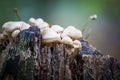 Wild forest mushrooms growing in autumn Royalty Free Stock Photo