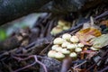 Wild forest mushrooms growing in autumn Royalty Free Stock Photo