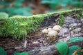 Wild forest mushrooms growing in autumn Royalty Free Stock Photo