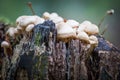 Wild forest mushrooms growing in autumn Royalty Free Stock Photo