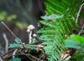 Wild forest mushrooms growing in autumn Royalty Free Stock Photo