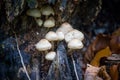 Wild forest mushrooms growing on the tree. Royalty Free Stock Photo