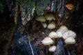 Wild forest mushrooms growing on the tree. Royalty Free Stock Photo