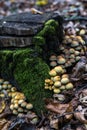 Wild forest mushrooms on the old wood