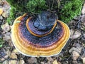 Wild forest mushrooms parasites, growing on trees