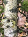 Wild forest mushrooms parasites, growing on trees