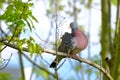 Wild forest pigeon, wood pigeon, Columba palumbus, sitting on a branch of Marsh oak Quercus palustris, concept ornithology, birds