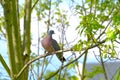 Wild forest pigeon, wood pigeon, Columba palumbus, sitting on a branch of Marsh oak Quercus palustris, concept ornithology, birds