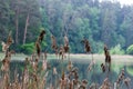 Wild forest pond or lake Royalty Free Stock Photo