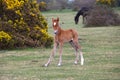 Wild forest pony foal Royalty Free Stock Photo