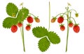 Wild Forest Red Ripe Strawberry Berry On Bush Branch With Green Leaf And Flower Isolated On White Background