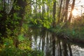 Wild forest river in Siberia, Russia. Green nature landscape of river in Taiga with sun Royalty Free Stock Photo