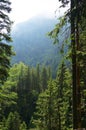 Wild forest in the Romania Royalty Free Stock Photo